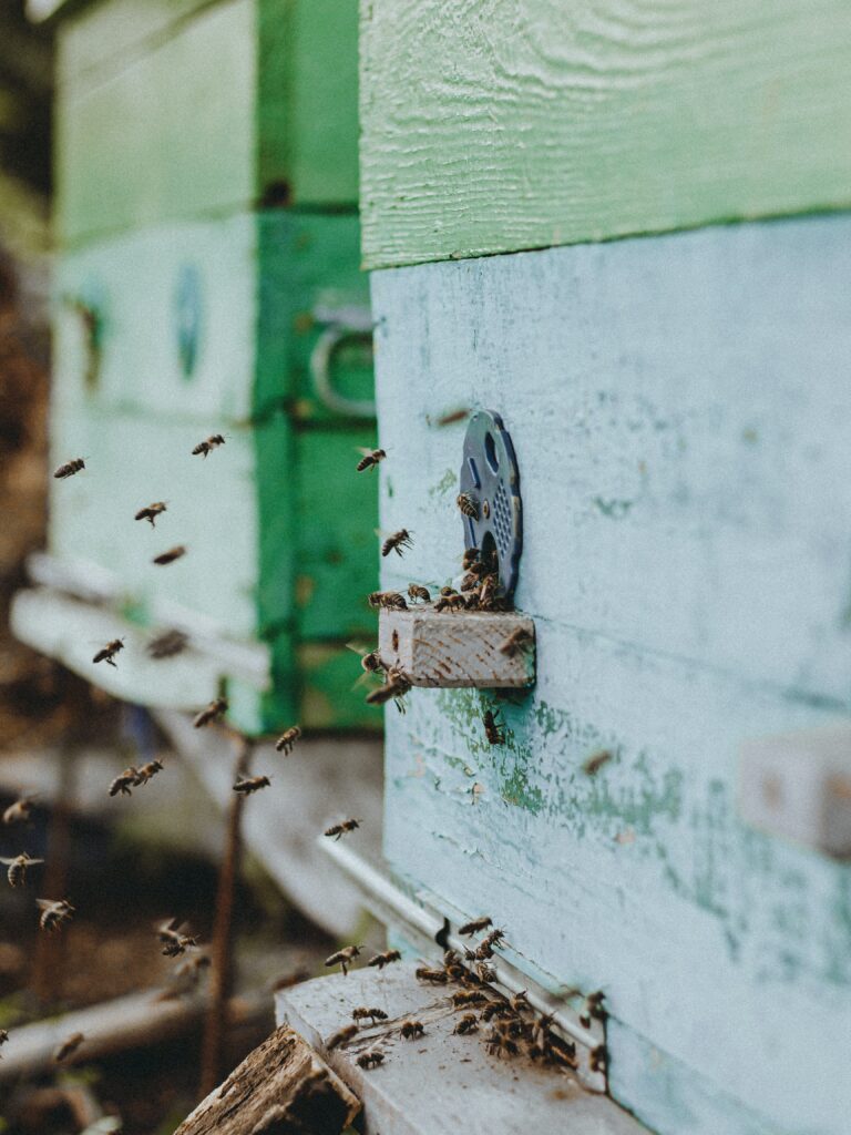 pexels-sarazh-izmailov-13086553