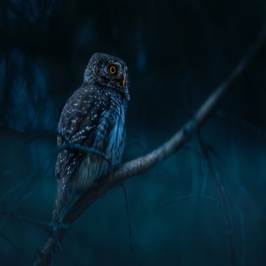 pexels-erik-karits-10594805 2